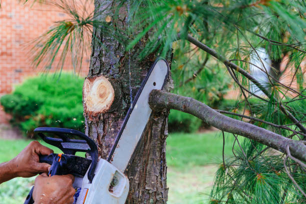 Best Best Tree Removal Services  in USA